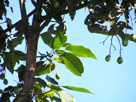 Aguacate