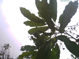 Aguacatillo