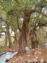 Ahuehuete
