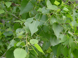 Álamo