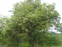 Algodoncillo