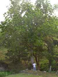 Àrbol de Cacao