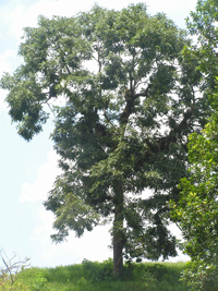 Cedro Nogal