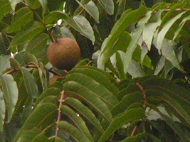 Cedro Nogal