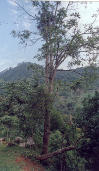 Cedro Nogal