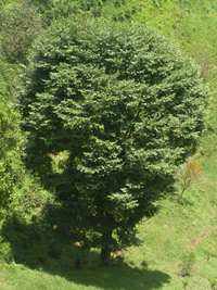 Cedro Nogal