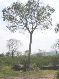 Cedro Rojo