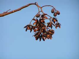 Cedro Rojo