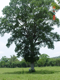 Cedro Rojo