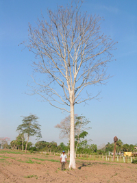 Cedro Rojo