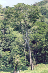 Chagane