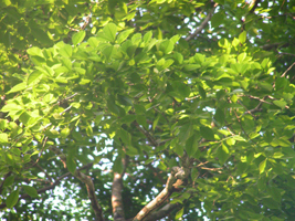 Chagane