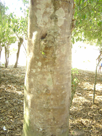 Chalahuite