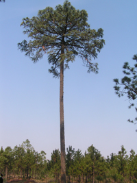 Chamaite