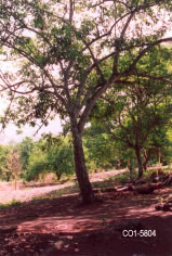 Copal