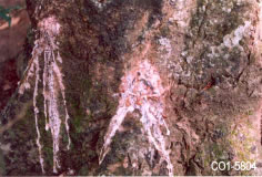 Copal
