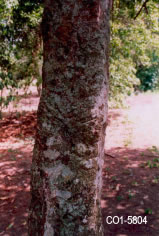 Copal