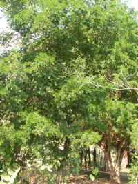 Ébano