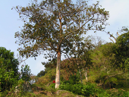 Escalán