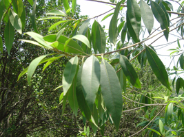 Escolín