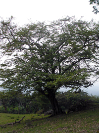 Guácima