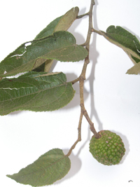 Guácima