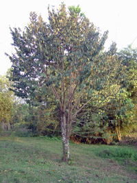 Guácima