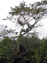 Guayacán