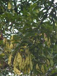 Guayacán