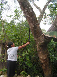Guayacán