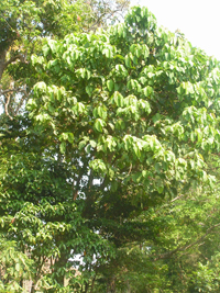 Hojancha