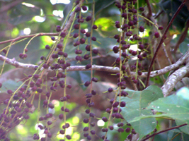 Hojancha