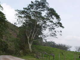 Izpepe