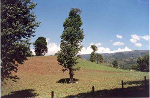 Liquidámbar