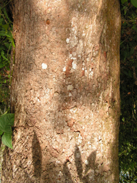 Macayo