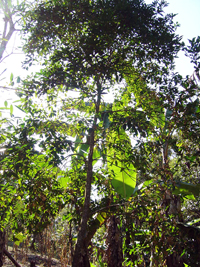 Maicillo