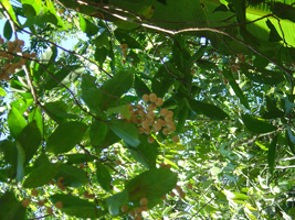 Maicillo