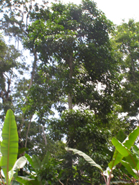 Majahua
