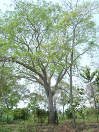 Nacaxtle