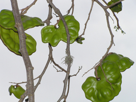 Nacaxtle