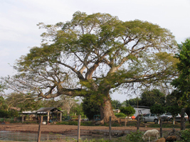 Nacaxtle
