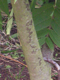 Nogal