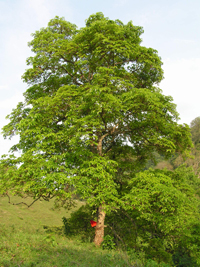 Pahua