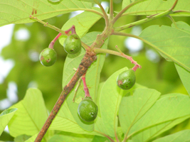 Pahua