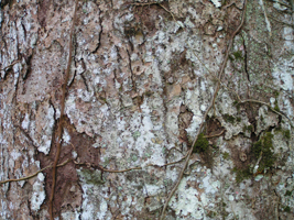 Pahua