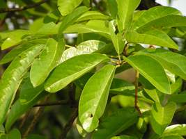 Pahua