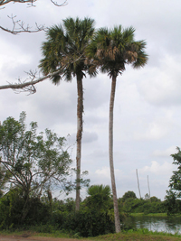 Palma Marrachada