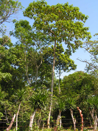 Palo Gusano