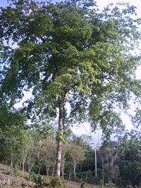 Paque