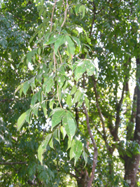 Paque